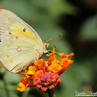 Orange Sulphur