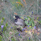 black headed or oregon junco