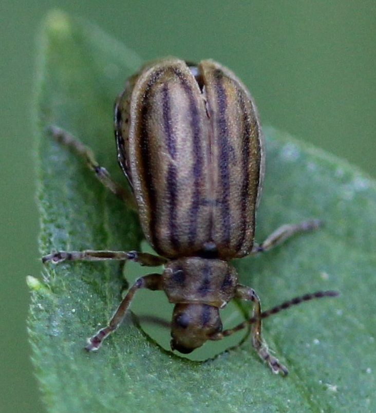 striped beetle