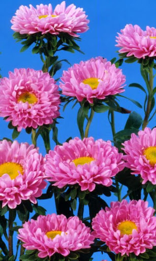 Flowers beautiful HD Wallpaper