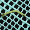 Common Crenulate Hawkmoth  Larvae