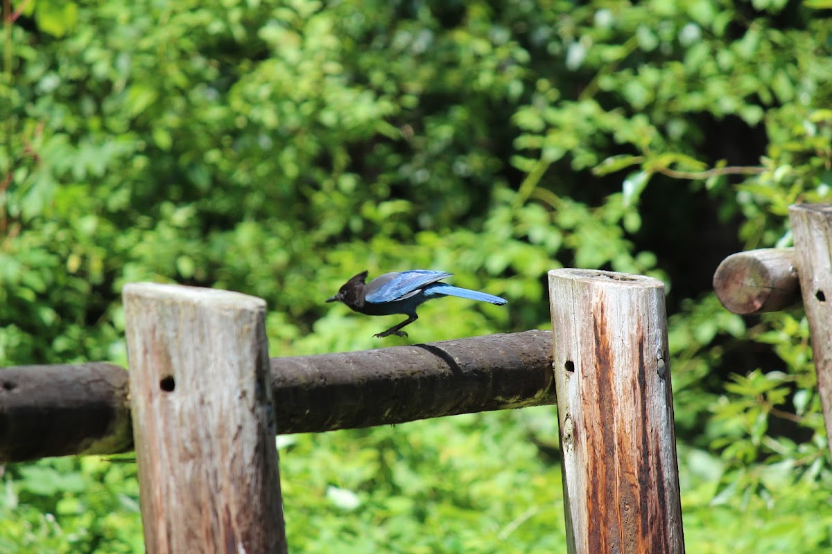 Stellar's Jay