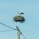 White-stork