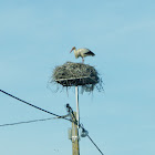 White-stork