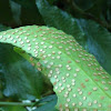 Japanese holly fern