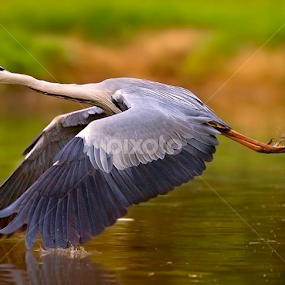 i'll fly by Stefano Ronchi - Animals Birds