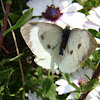 Cabbage Butterfly (The Large White)