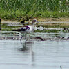 American Avocet