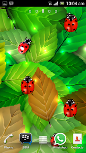 Screenshot Colorful Ladybug Garden LWP v1.0