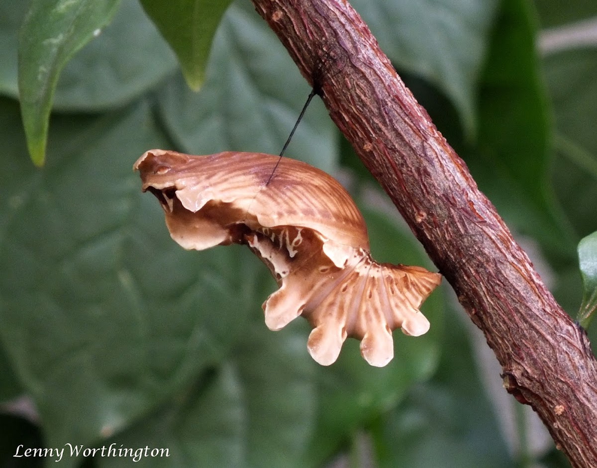 Common Rose Butterfly Pupa