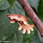 Common Rose Butterfly Pupa
