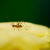 speckled bush-cricket, gepunktete Zartschrecke