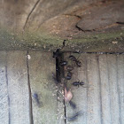 Carpentry ant