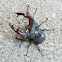 Stag beetle (male)