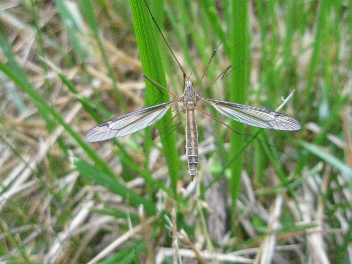 Crane Fly (female)