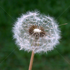 Wishing by June Morris - Nature Up Close Other plants
