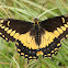 Black Swallowtail