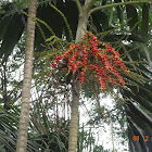 Kermadec Nikau Palm