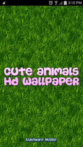 Cute Animals HD Wallpaper