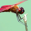 Male Carolina Saddlebag Dragonfly
