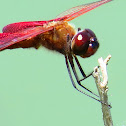 Male Carolina Saddlebag Dragonfly