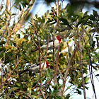 Red-cowled Cardinal