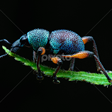 Weevil by Ferdinand Ludo -  