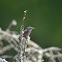 House Wren