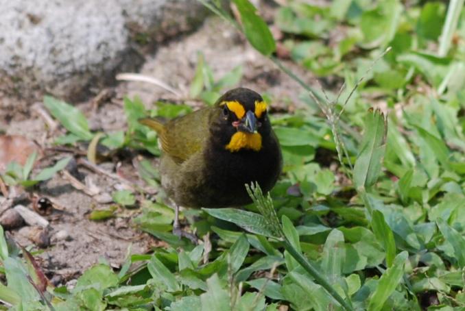 Yellow-faced grassquit (male)