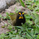 Yellow-faced grassquit (male)