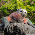 Marina iguana - Hood subspecies