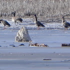 Greater White-fronted Goose