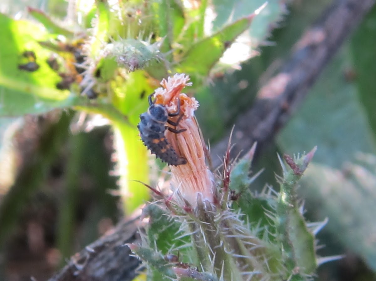 Seven-Spotted Ladybug Larvae