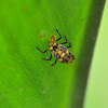 Lady Beetle Nymph