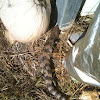 Blue-tongued lizard (skink)