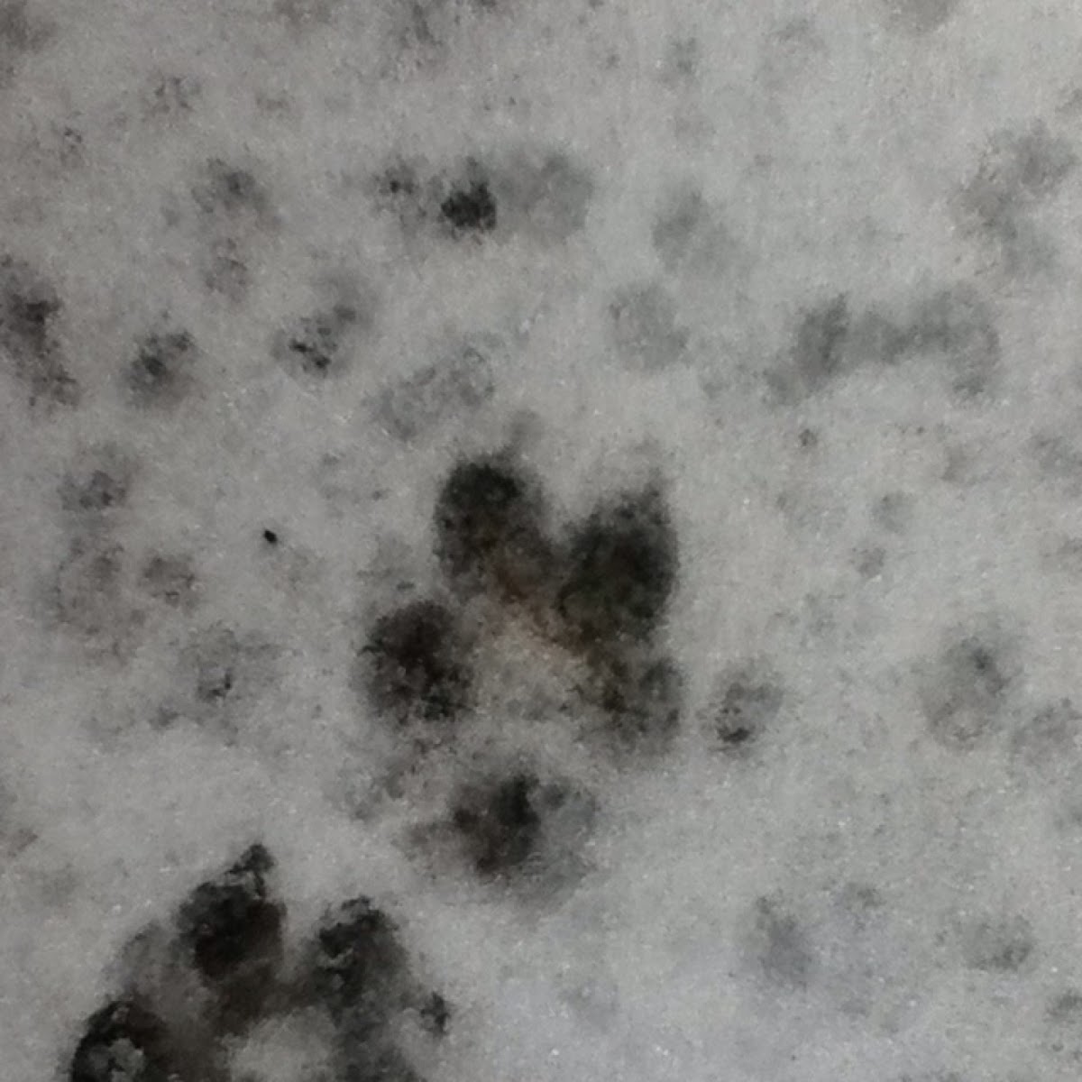 Dog paw print