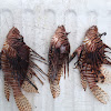 Lionfish