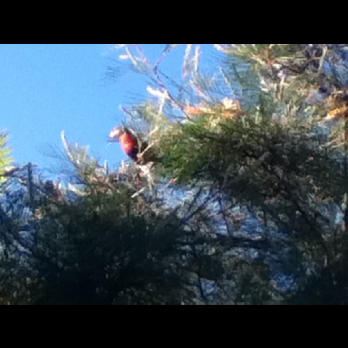 Rainbow lorikeet