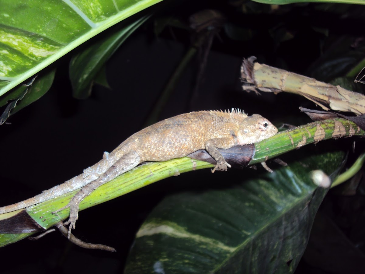 Oriental garden lizard(Female with eggs)