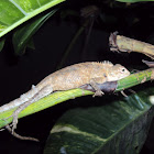 Oriental garden lizard(Female with eggs)