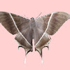 Tropical Swallowtail Moth