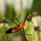 Milkweed Assassin Bug