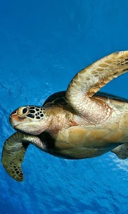 How to install Turtle Wallpapers 1.0 apk for pc
