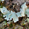 Net-marked parmelia, lichen