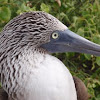 Blue-Footed Boobie 