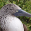 Blue-Footed Boobie 