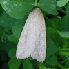 Army worm Moth