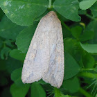 Army worm Moth