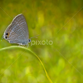 Kupu-kupu by Ryanbastian Photowork - Animals Insects & Spiders