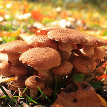 Mushrooms of Northern Ontario and Quebec